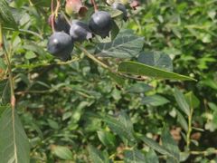 -金谷域澳洲庄园