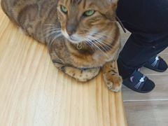 -李小姐の猫咖啡馆(五角场店)