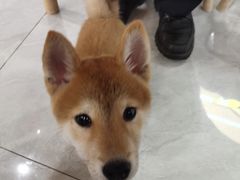 -柴犬小屋·柴餐厅·狗咖食堂(金鼎广场店)