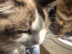 -唐小姐の私宠·宠物洗护美容·撸猫馆·购宠(周浦万达旗舰店)