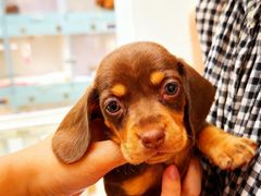 -萌宠之家·腊肠犬·马尔泰·小体犬舍