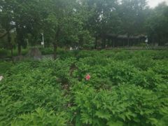 -黑龙江省森林植物园