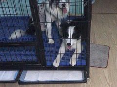 -瑞派·关忠动物医院·猫专科·犬专科(三环新城店)