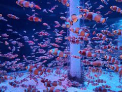 -海合安成都极地海洋公园