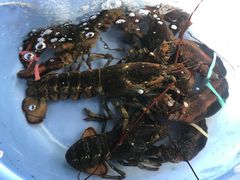 -花乐餐厅(涠洲岛店)