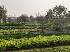 -九善农植有机生活农场