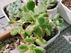 -樱町三味日本料理(城乡世纪广场店)