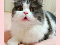 -小叮当动物医院·骨科·眼科