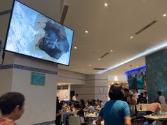 -帝企鹅自助餐厅•儿童岛•真企鹅(长隆企鹅酒店)