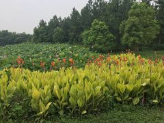 -艾溪湖湿地公园