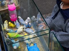 -青石桥花鸟鱼虫市场(叠翠城店)