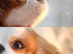 -萌宠之家·腊肠犬·马尔泰·小体犬舍