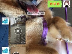 -宠物之家Pets Home 宠物寄养酒店