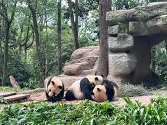 -中国大熊猫保护研究中心雅安碧峰峡基地