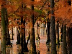 -白鹭湾湿地公园