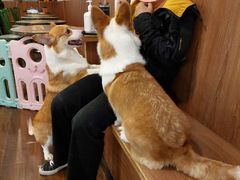 -柯斗斗主题餐厅·狗咖·围炉煮茶·茶饮(国瑞升平里店)