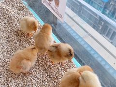 -怪兽屋·羊驼·猫咖·狗咖(俊华广场店)