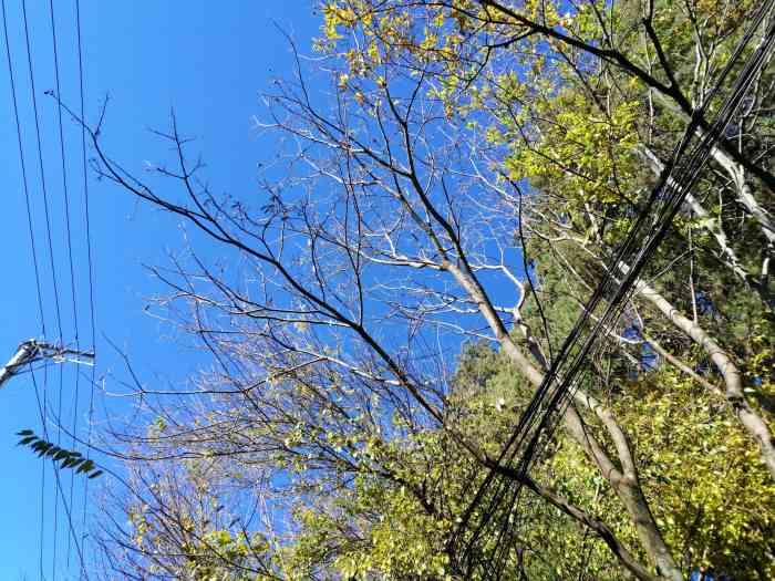 达吉香巴拉庄园-"其实是土司藏宴,跟旅行团来的,一来到围着.