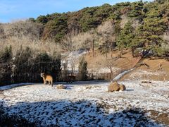 -沈阳森林动物园