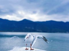 -海埂大坝