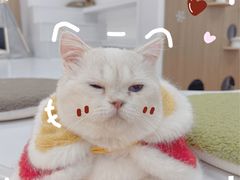 -COLOR PETS 撸猫馆·购猫·猫咖(长风大悦城店)