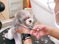 -momokira米努特·德文卷毛猫·棉花面纱犬