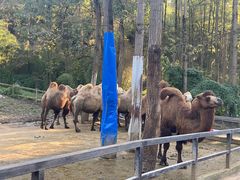 -贵州森林野生动物园