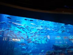 -迪拜水族馆及水下动物园
