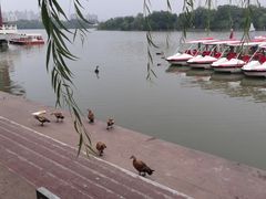 -天津水上公园