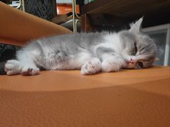 -欣宠猫屋·矮脚拿破仑·蓝金金渐层