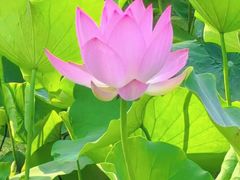 -莲湖公园