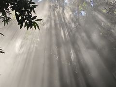 -西双版纳原始森林公园