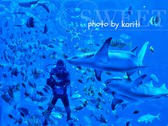 -太平洋海底世界博览馆·展览厅