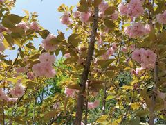 -长白岛森林公园