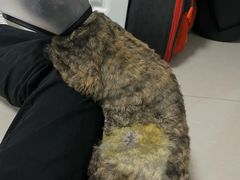 -御宝贝24h宠物医院·转诊中心·CT核磁血透中心(厦门总院)