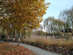 -大兴滨河森林公园