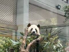 -成都动物园