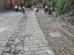 -上海佘山国家森林公园西佘山园