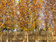 -永定河休闲森林公园