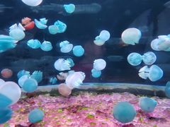 -欢乐海岸海洋奇梦馆