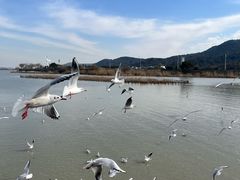 -苏州太湖西山岛开心农场