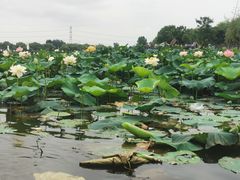 -焦岗湖旅游度假区