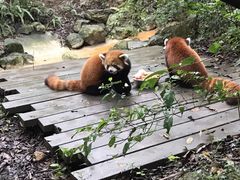 -成都大熊猫繁育研究基地