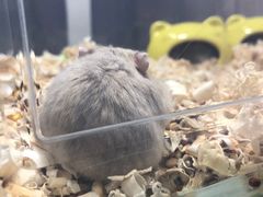 -清平路水族市场