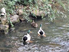 -西湖游船