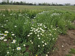 -汉长安城未央宫国家考古遗址公园