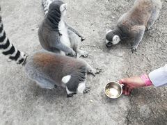 -无锡动物园·太湖欢乐园