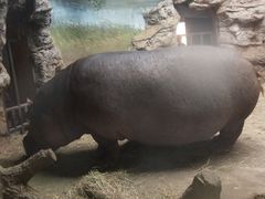 河马犇犇20201115-北京动物园