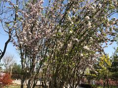 -大兴滨河森林公园