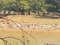 -北京麋鹿生态实验中心